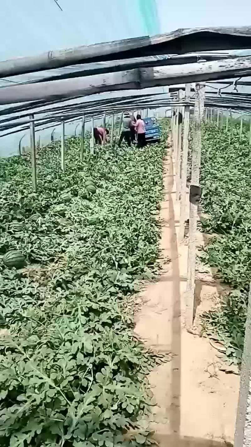 山东甜王西瓜