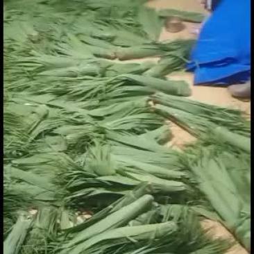 粽叶