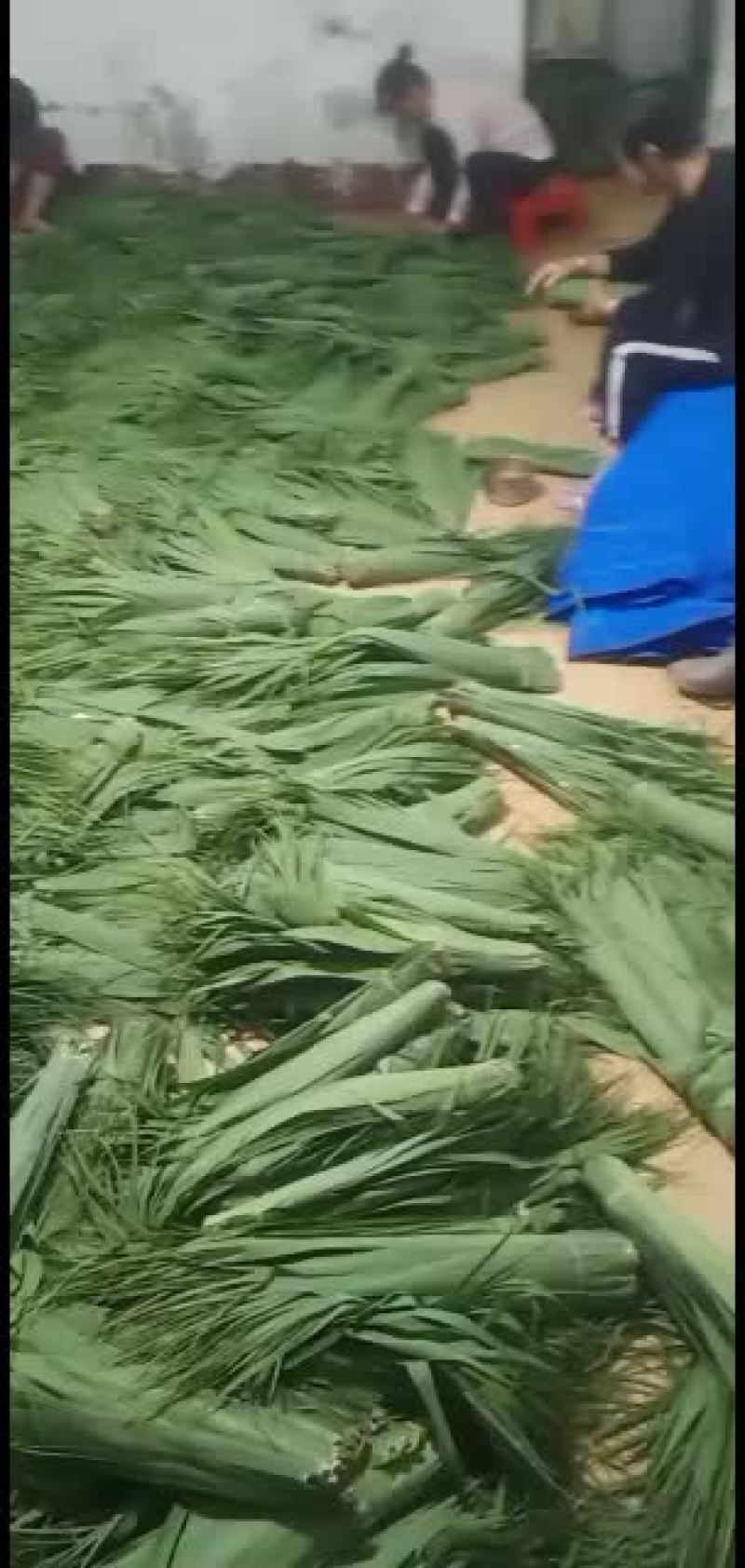 粽叶
