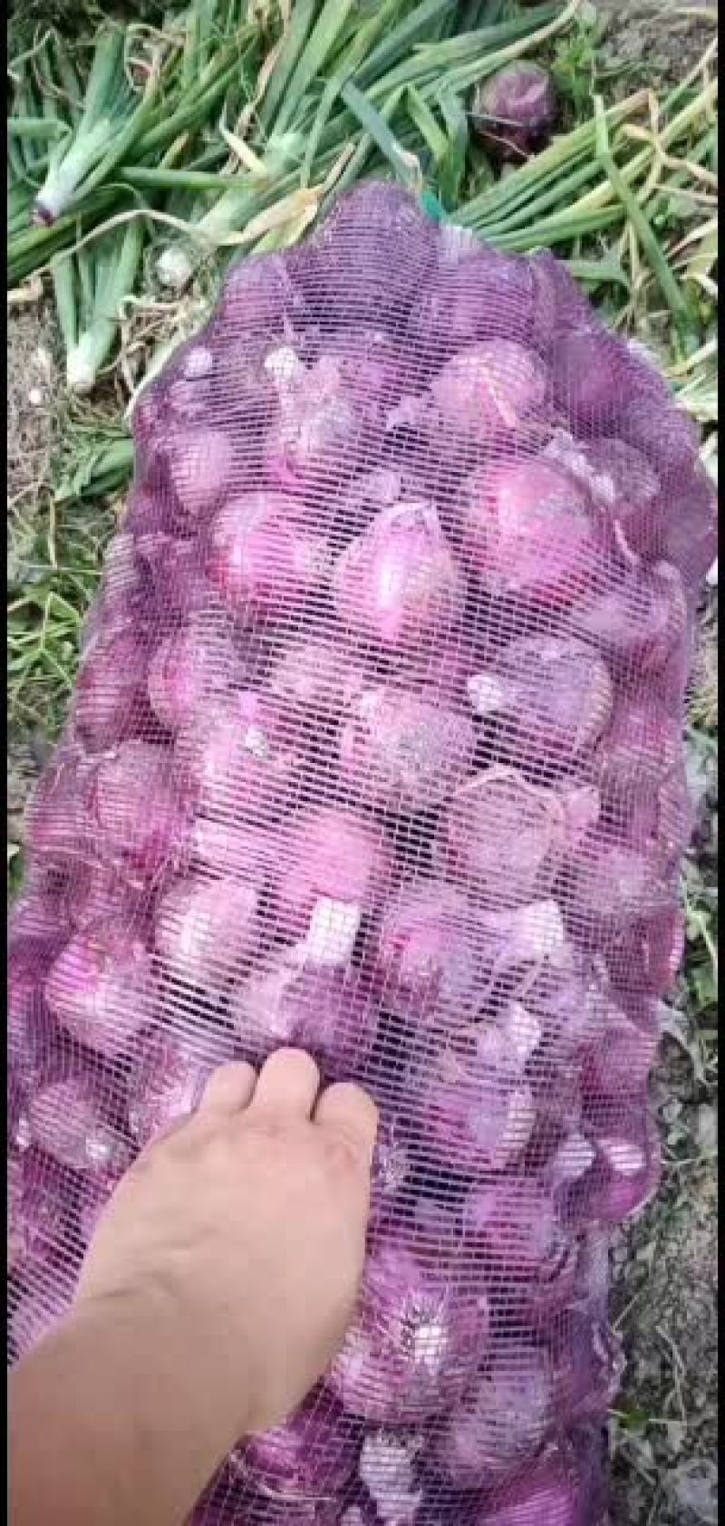 丰县小红葱大量上市欢迎新老顾客前来考察，