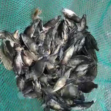 鳜鱼苗大量预定