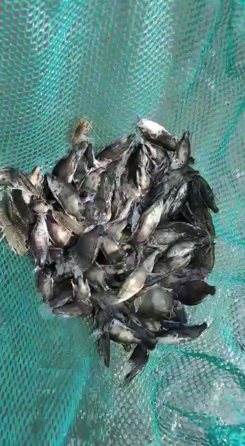 鳜鱼苗大量预定