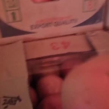精品西红柿大量上市走货中