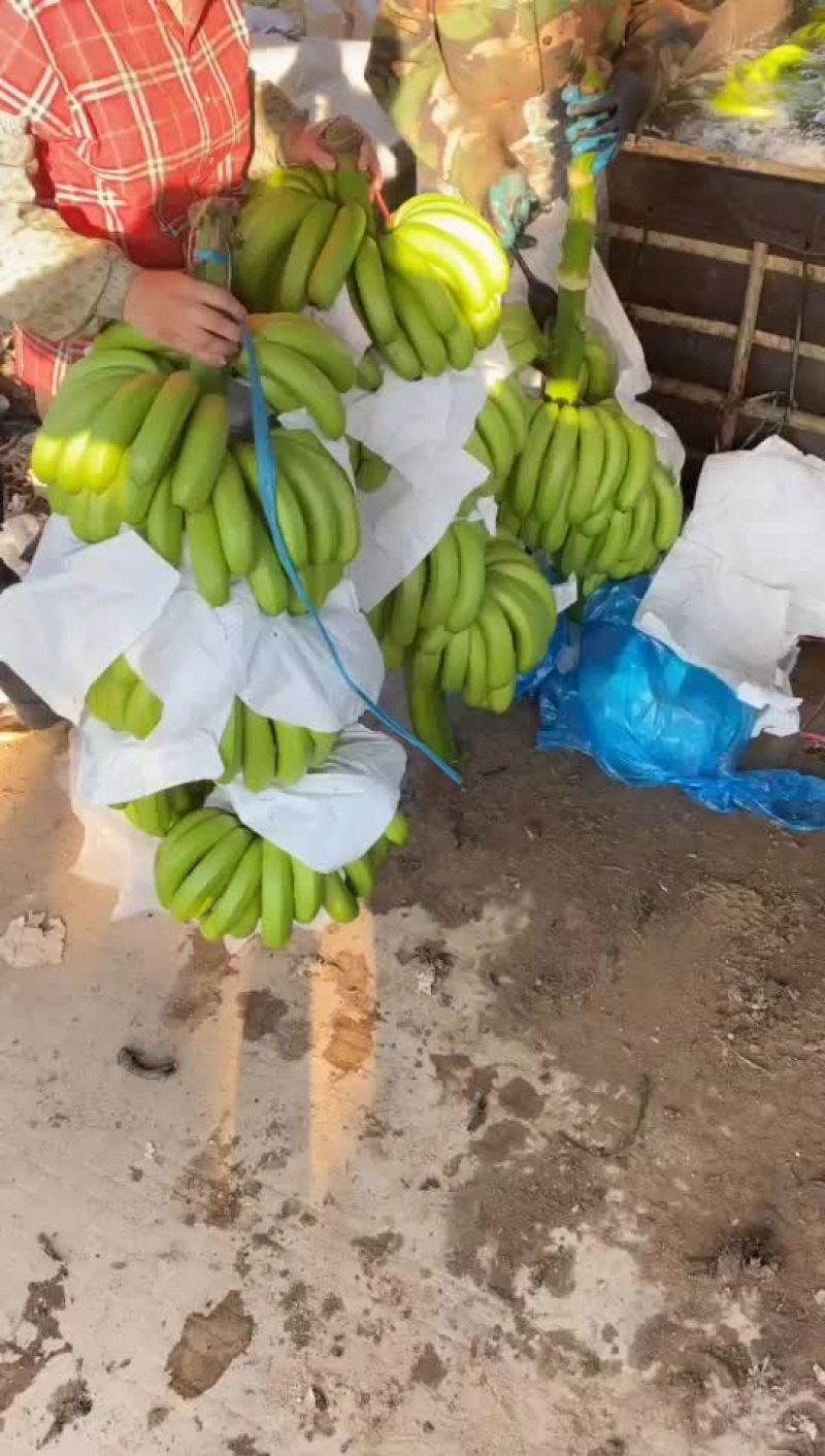 海南东方，抗病苗香蕉，