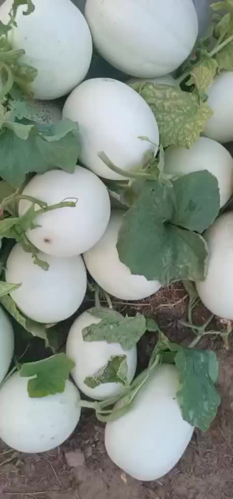 精品玉姑大量上市中