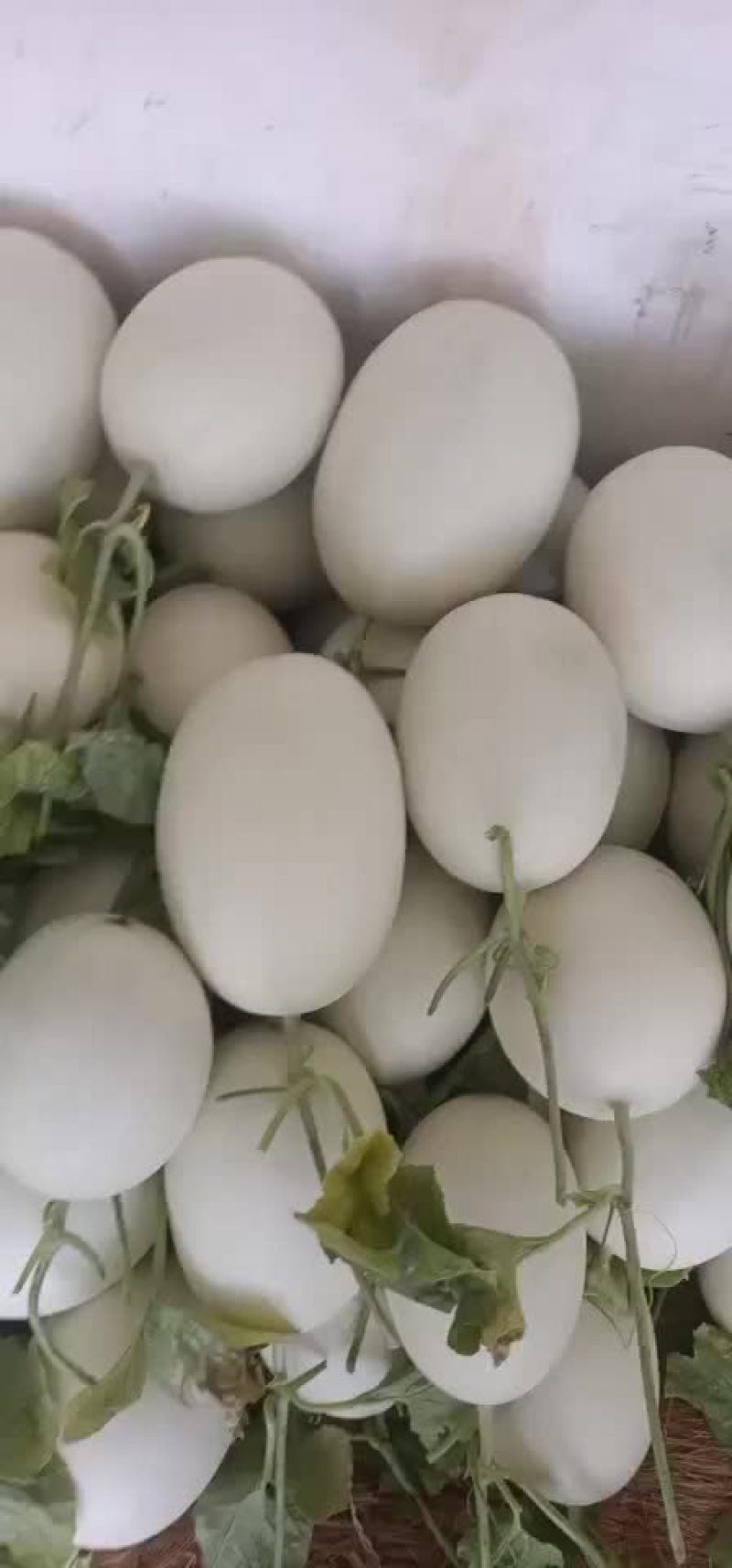 精品玉姑大量上市中