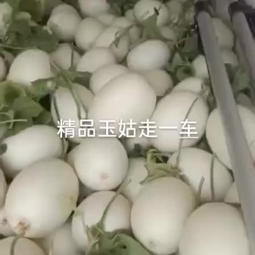 精品玉姑大量上市中