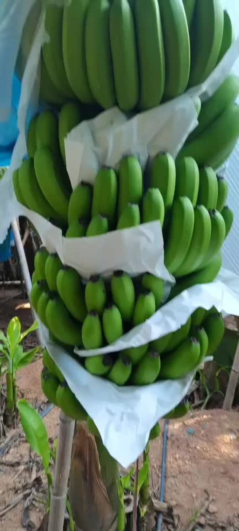 香蕉