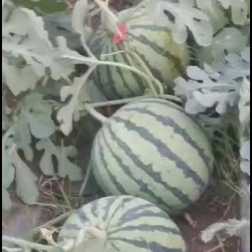 北京顺义绿果麒麟西瓜