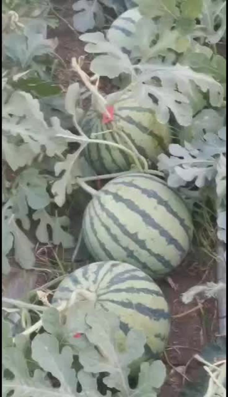 北京顺义绿果麒麟西瓜