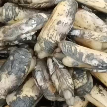 漂亮的海蛏