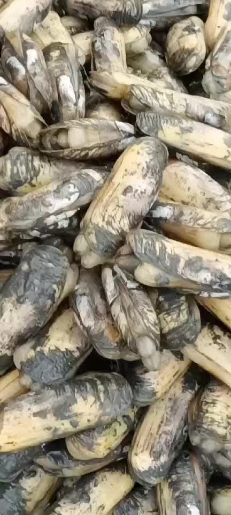 漂亮的海蛏