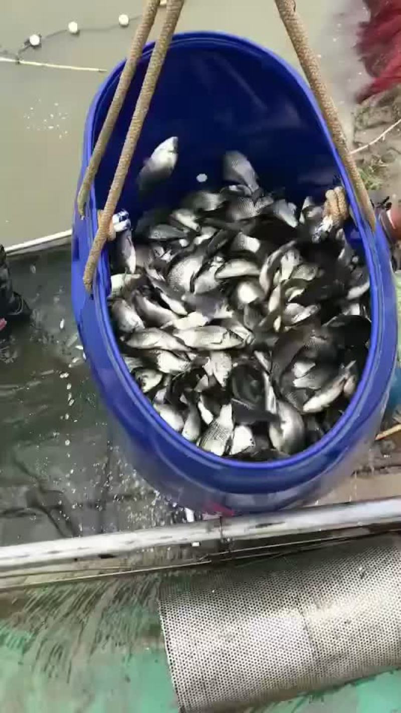 鲫鱼中科三号