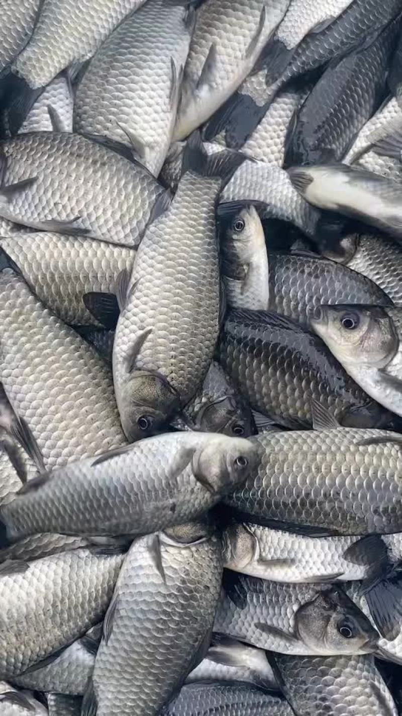 鲫鱼中科三号