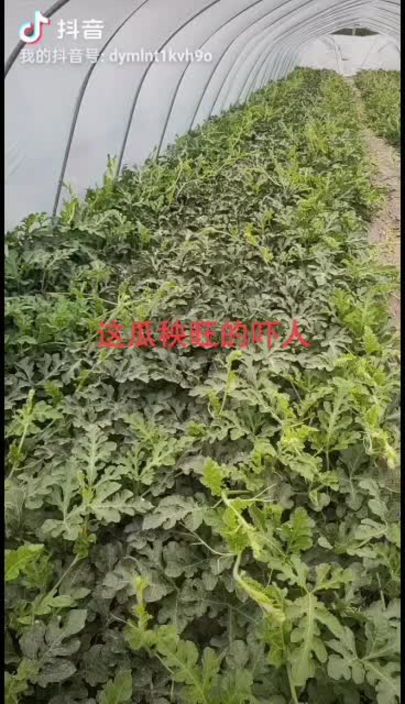 北京顺义绿果麒麟西瓜