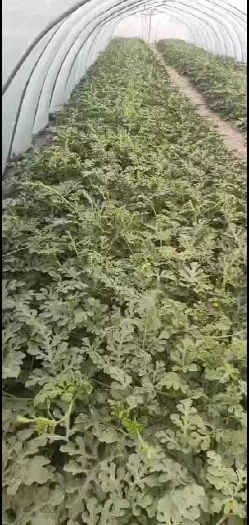 北京顺义绿果麒麟西瓜