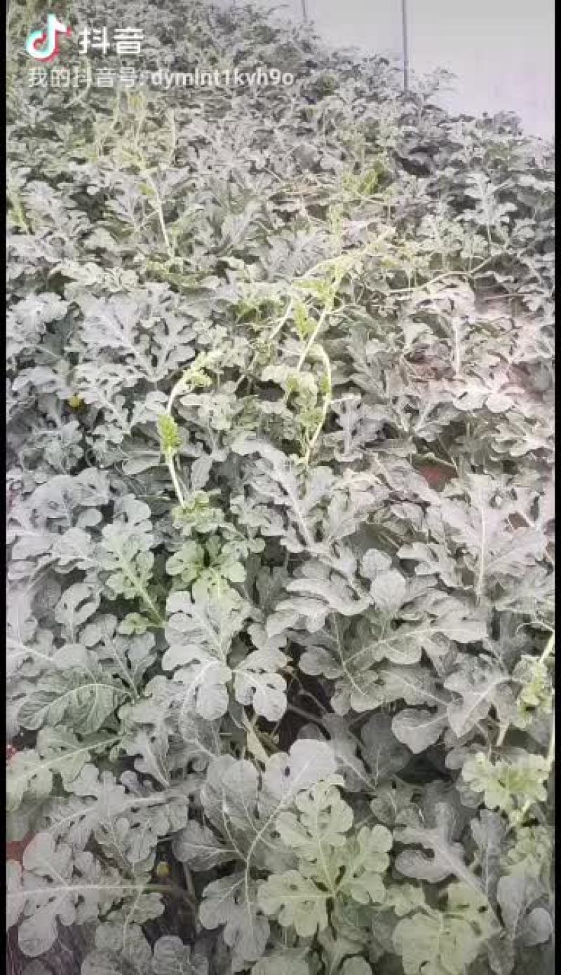 北京顺义绿果麒麟西瓜