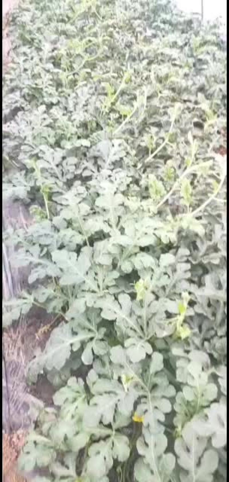 北京顺义绿果麒麟西瓜