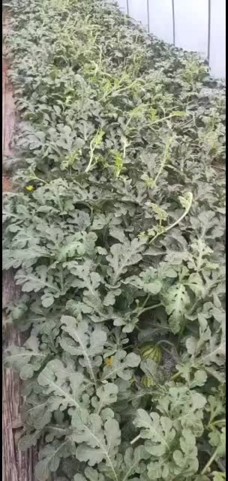 北京顺义绿果麒麟西瓜