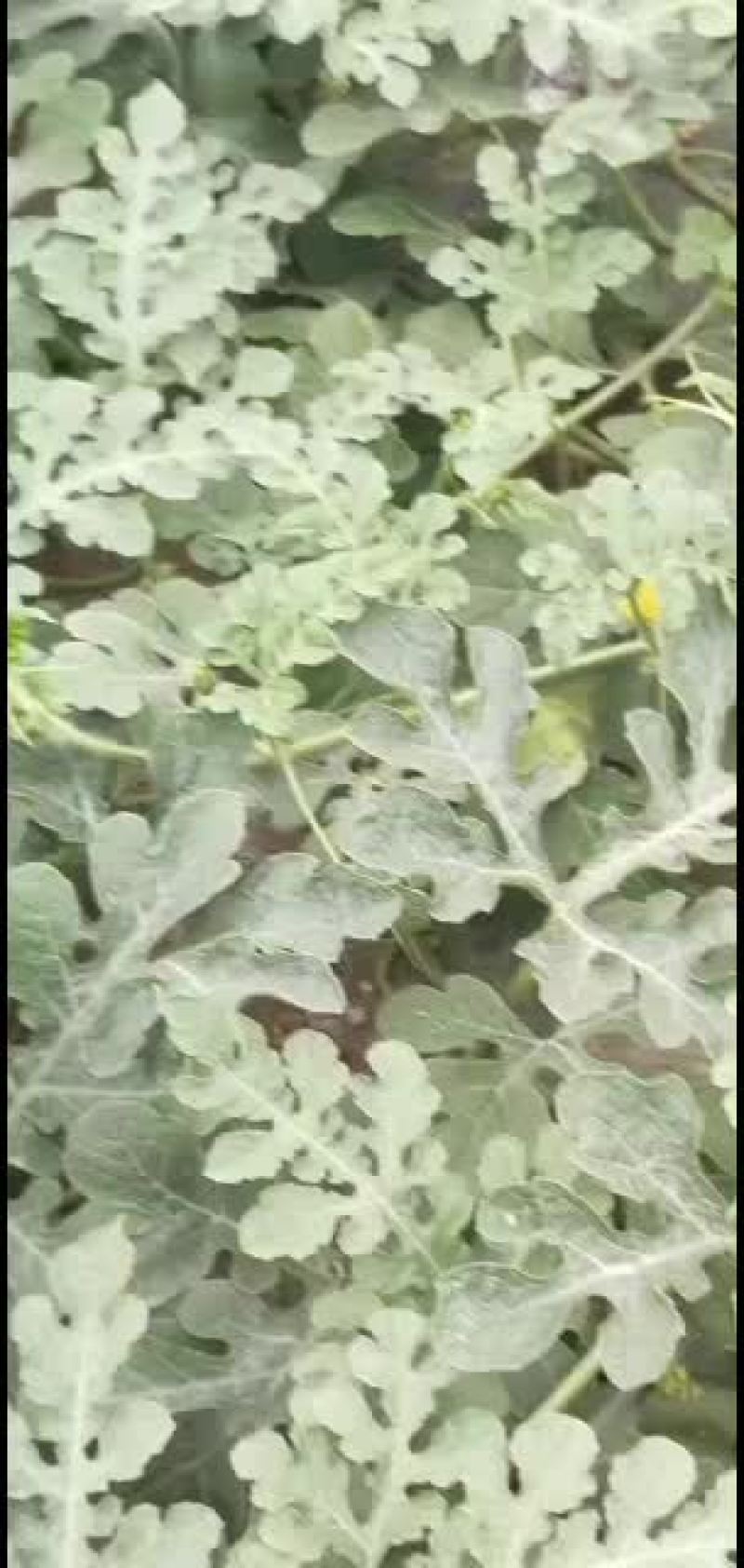 北京顺义绿果麒麟西瓜