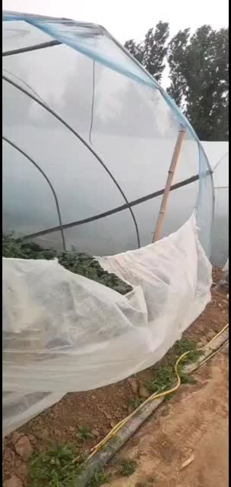 北京顺义绿果麒麟西瓜