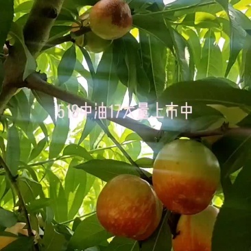 518中油17大量上市中