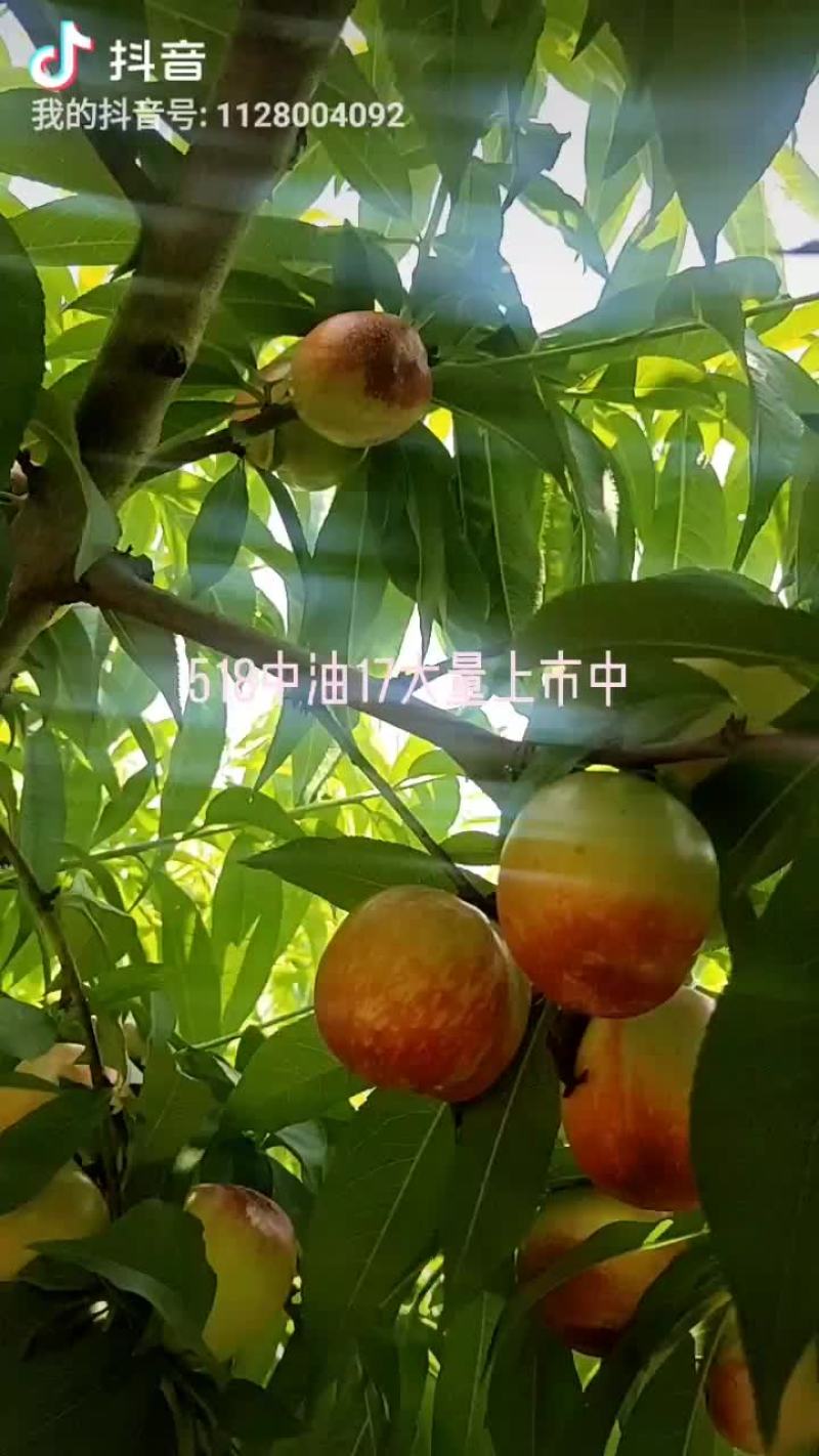 518中油17大量上市中