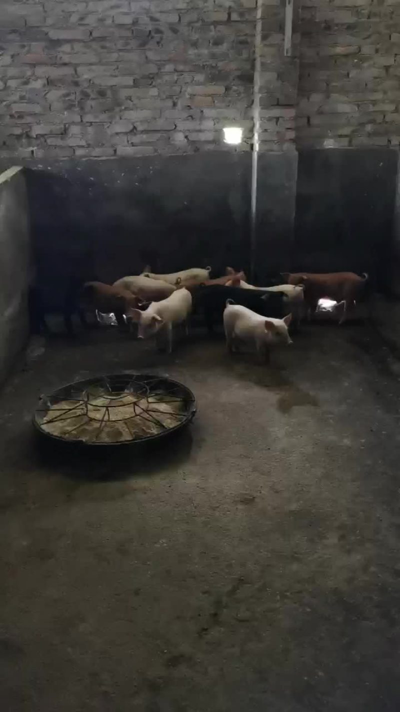 长白三元杂商品猪仔长得快，肥肉少，肉质好欢迎来电