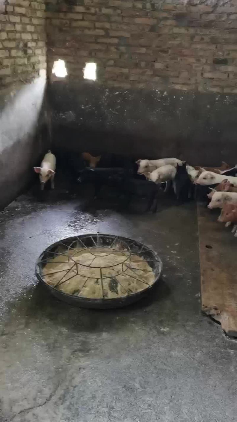 长白三元杂商品猪仔长得快，肥肉少，肉质好欢迎来电