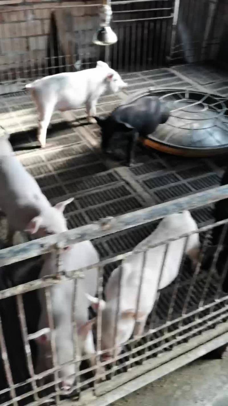 长白三元杂商品猪仔长得快，肥肉少，肉质好欢迎来电