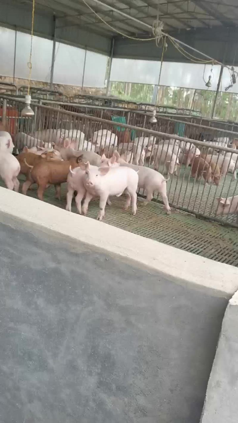 长白三元杂商品猪仔长得快，肥肉少，肉质好欢迎来电