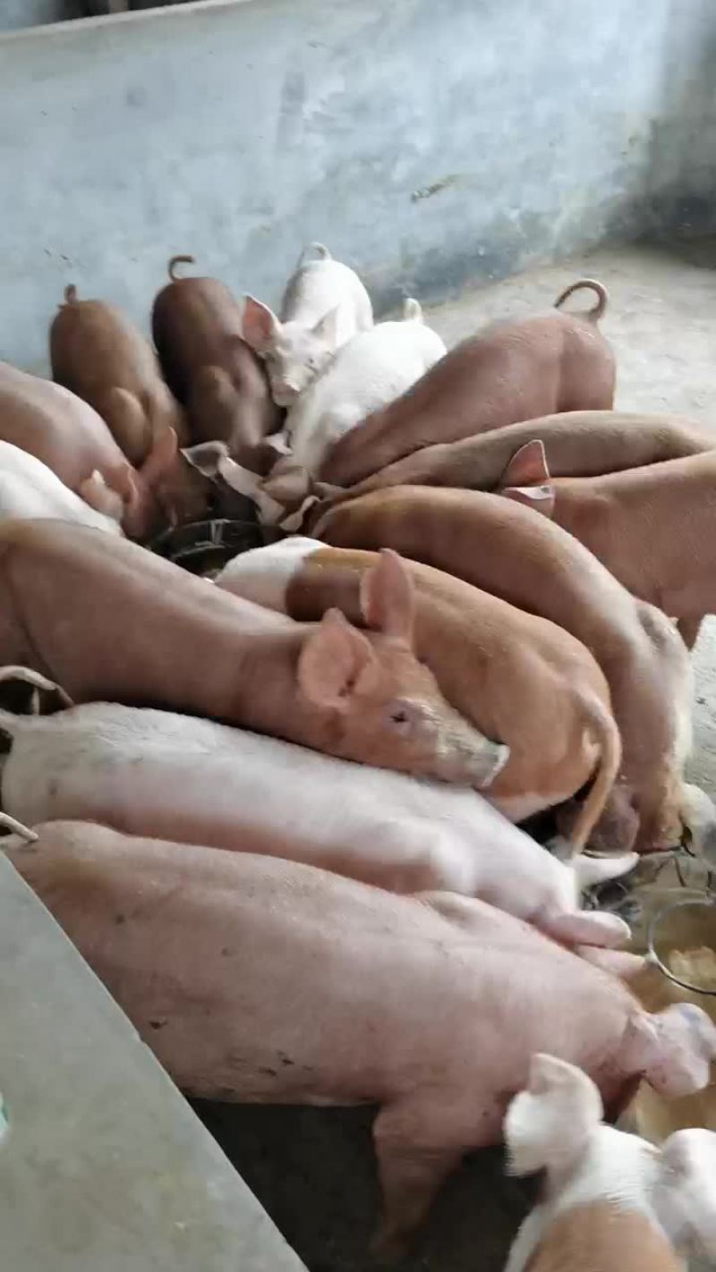 长白三元杂商品猪仔长得快，肥肉少，肉质好欢迎来电