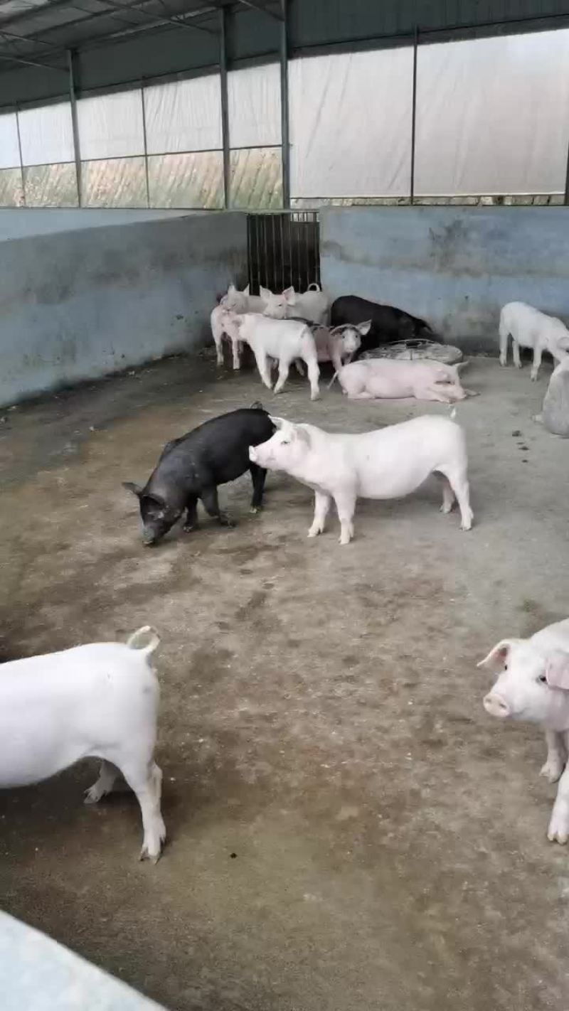 长白三元杂商品猪仔长得快，肥肉少，肉质好欢迎来电