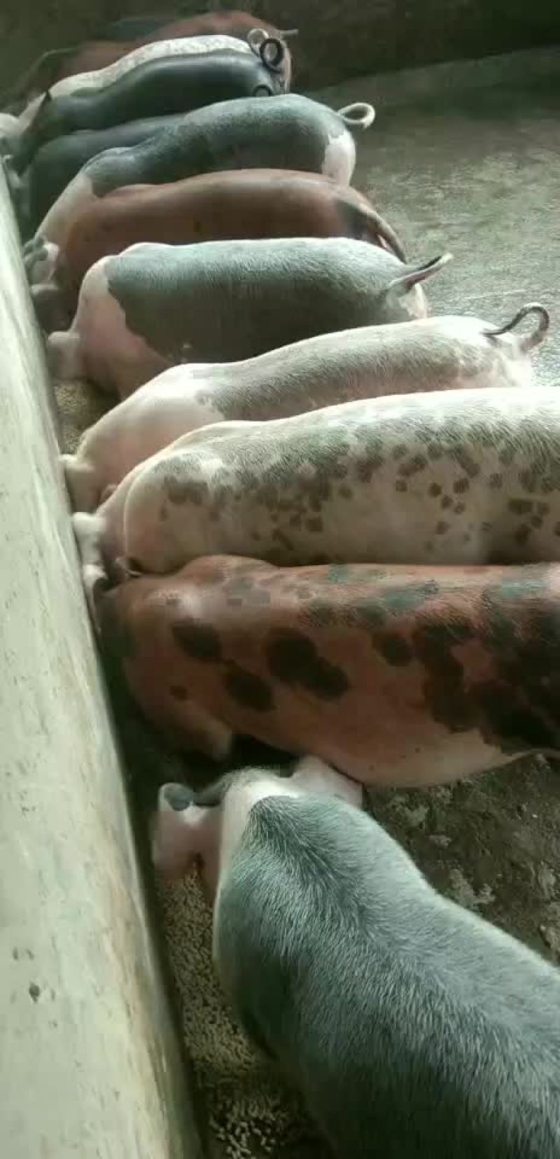 长白三元杂商品猪仔长得快，肥肉少，肉质好欢迎来电