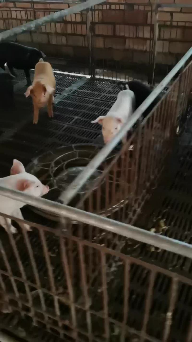 长白三元杂商品猪仔长得快，肥肉少，肉质好欢迎来电