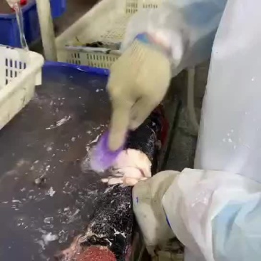 鳕鱼胶