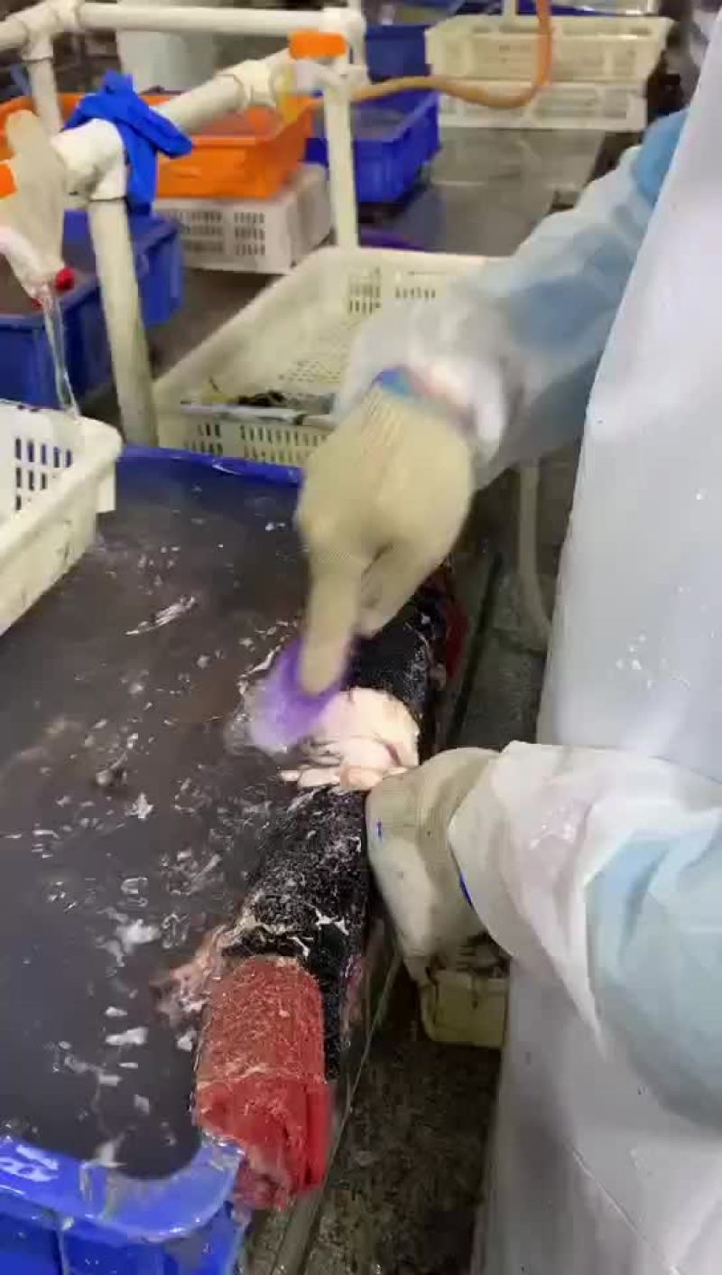鳕鱼胶