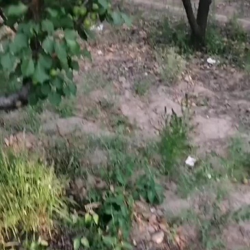 珍珠油杏即将上市，需要的赶快下单