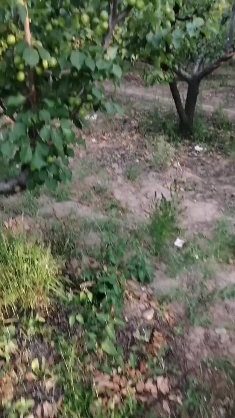 珍珠油杏即将上市，需要的赶快下单