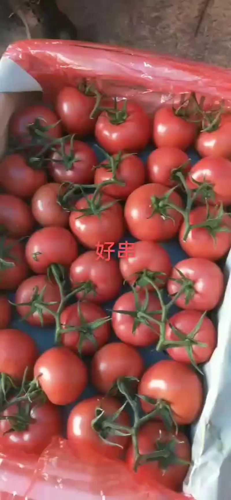 山东省禹城市精品西红柿，产地直销