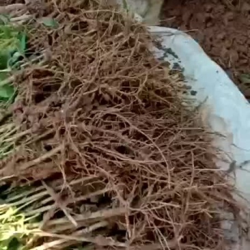 连翘