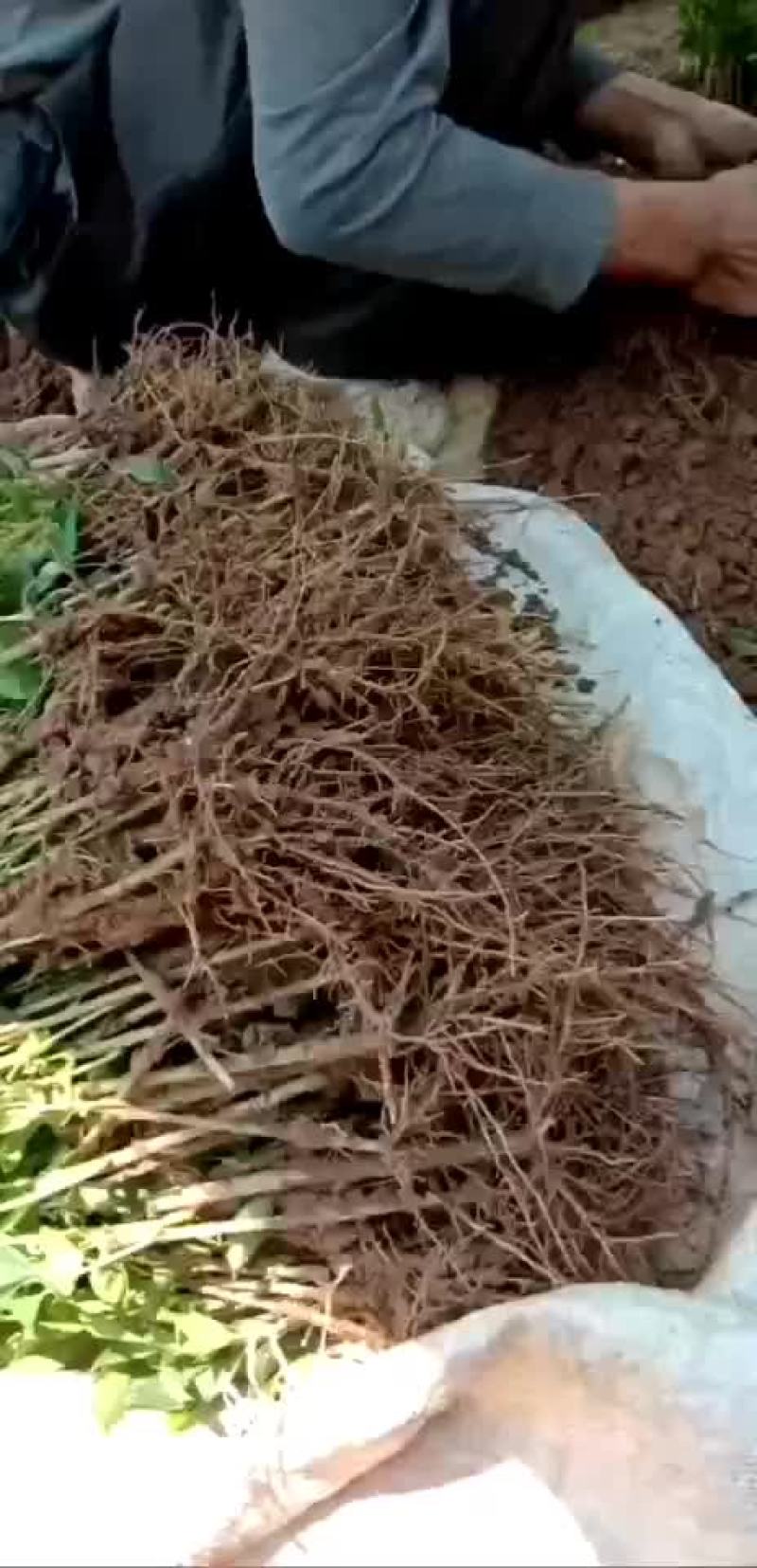 连翘
