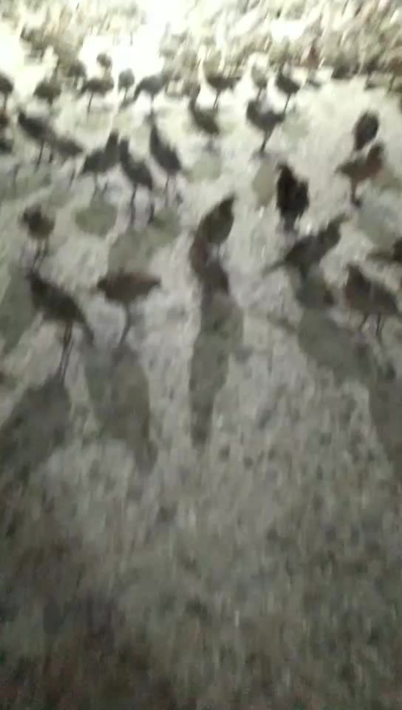 七彩母山鸡