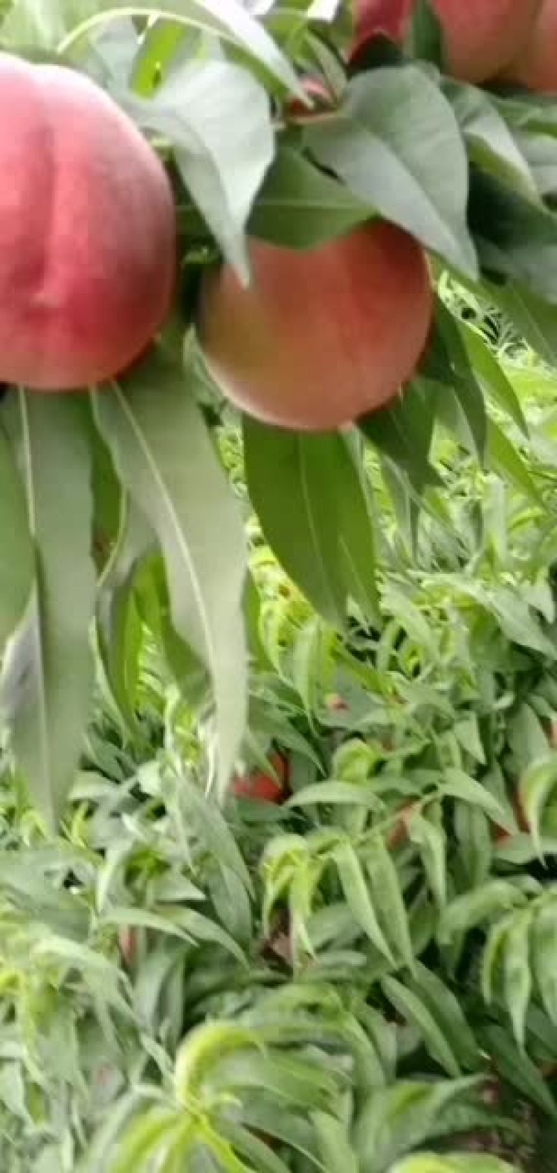 毛桃