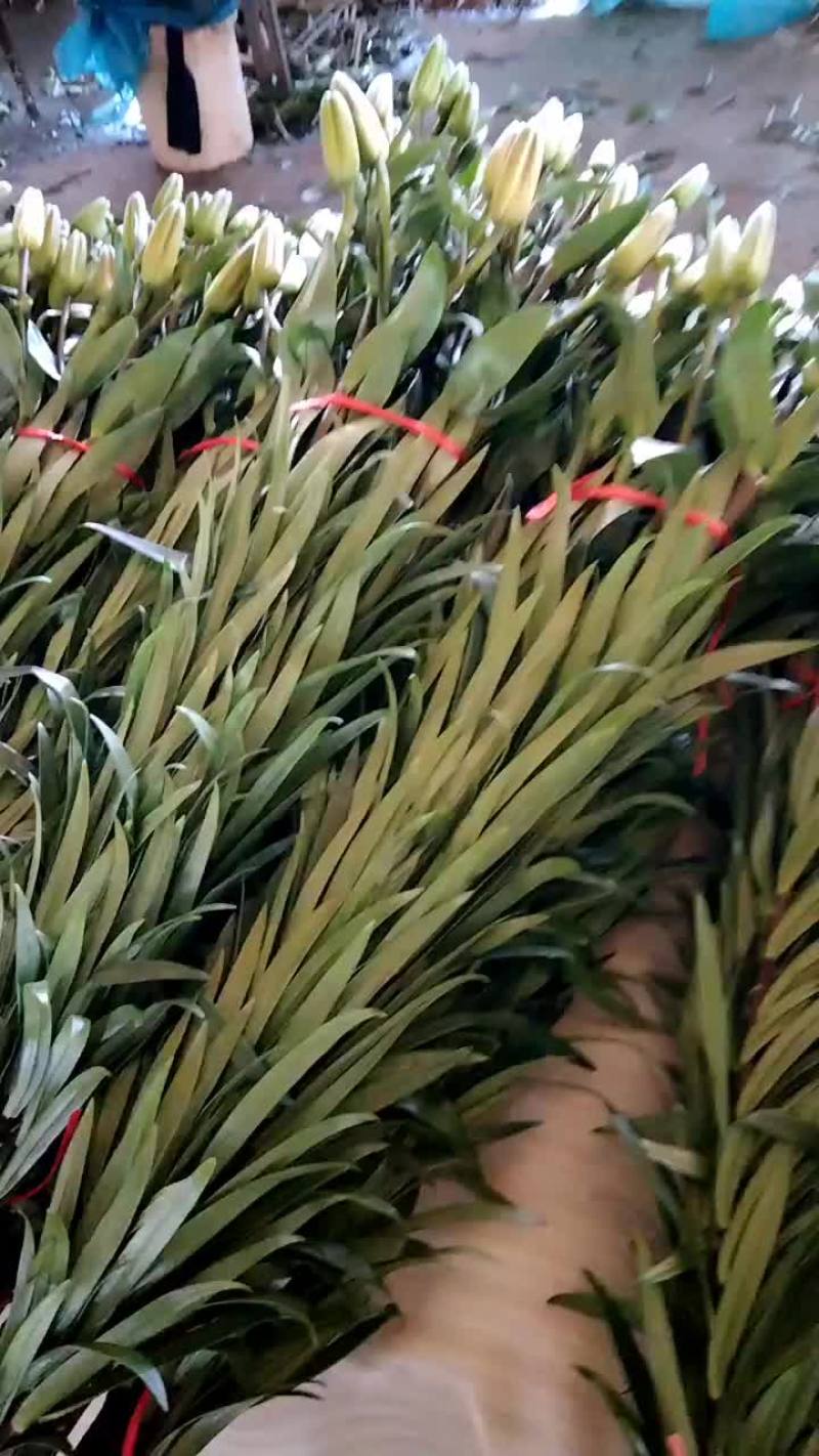 小亚百橘红色