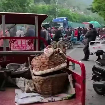 沂源露天樱桃大量上市