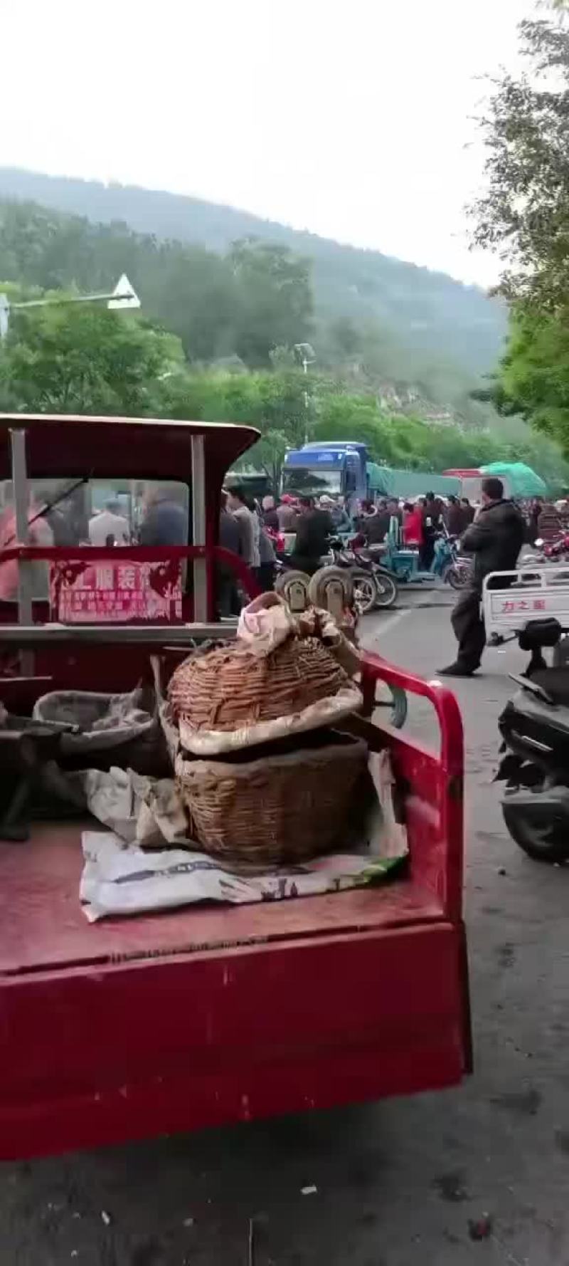 沂源露天樱桃大量上市