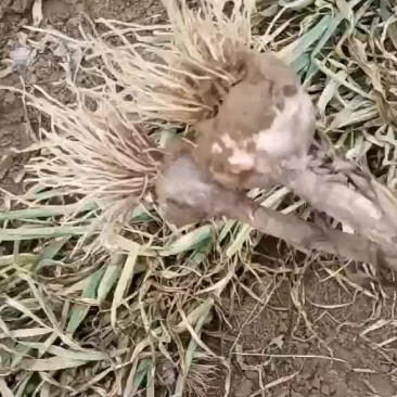 蒜大蒜湿货上车价1块3