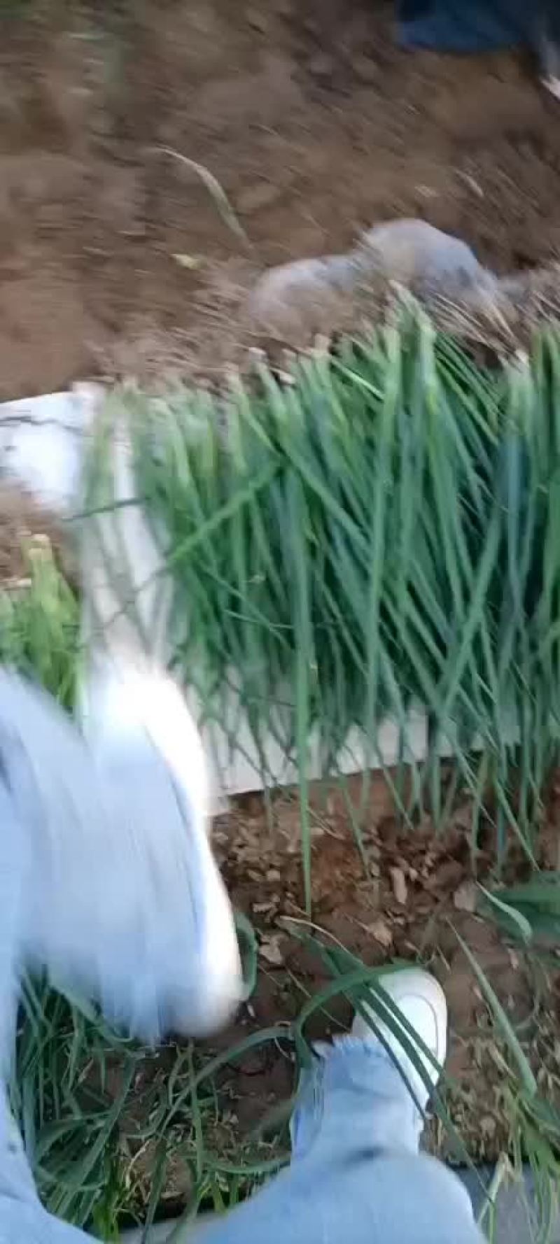 葱小葱上车价1块5