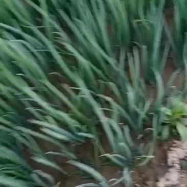 葱小葱上车价1块5
